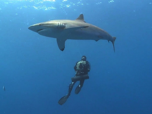 Desert Sea Divers Jeddah