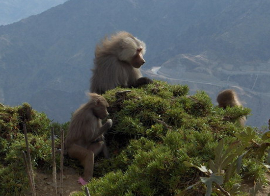 Al Baha Saudi Arabia Pictures