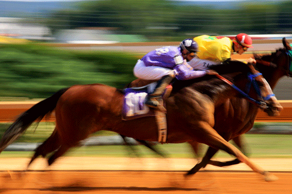 Jeddah Equestrian Club Photos